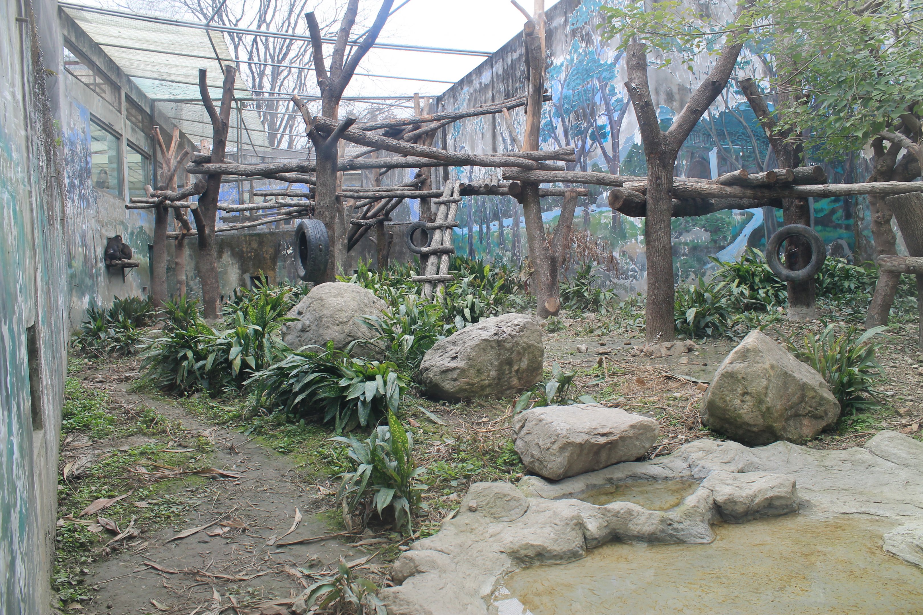 Mandrill enclosure, front view