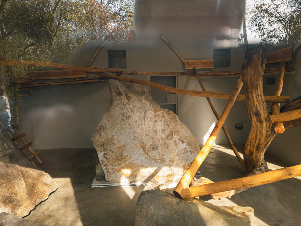 Mandrill enclosure indoor