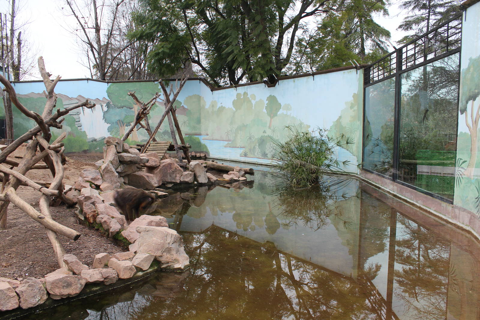 Mandrill Enclosure - Jan 2014