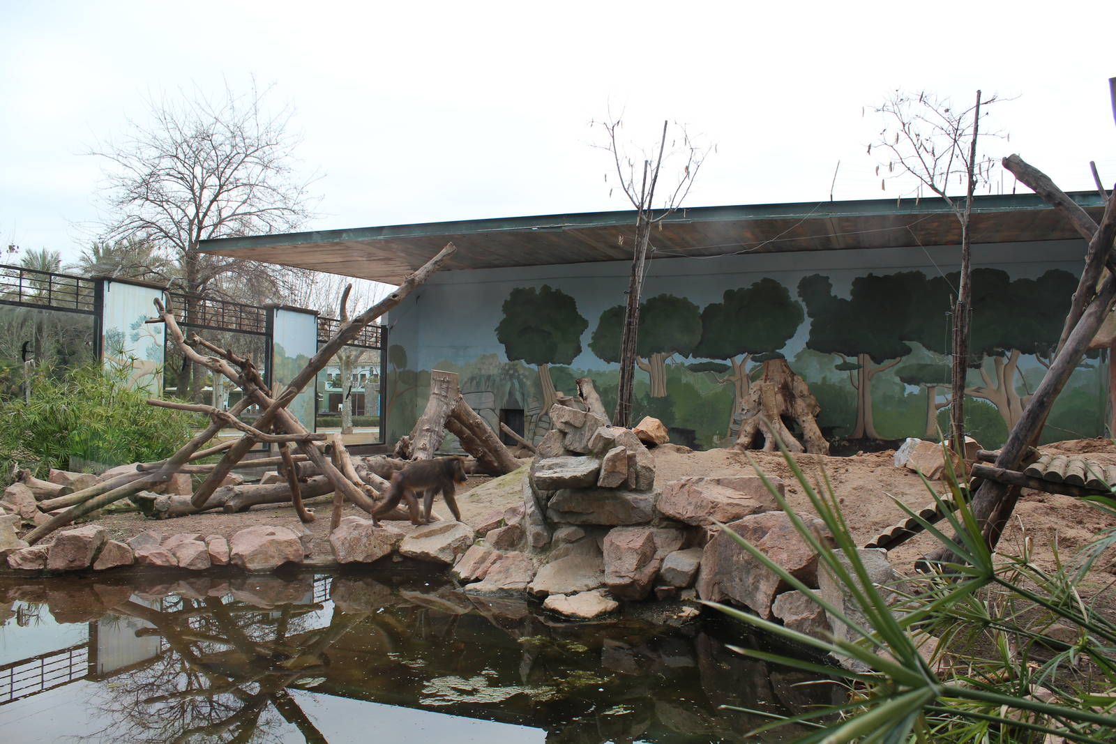 Mandrill Enclosure - Jan 2014