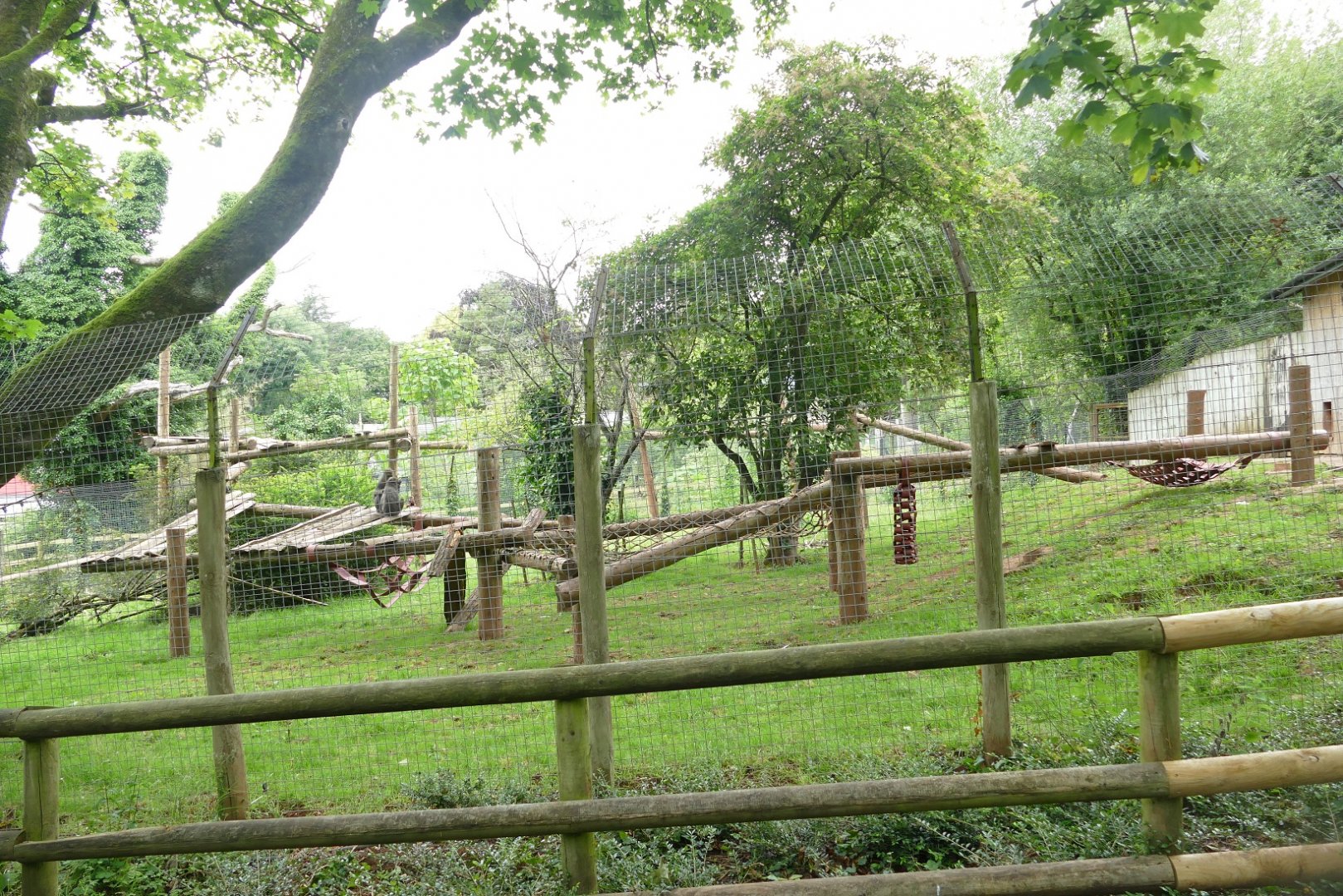 Mandrill enclosure, July 2020