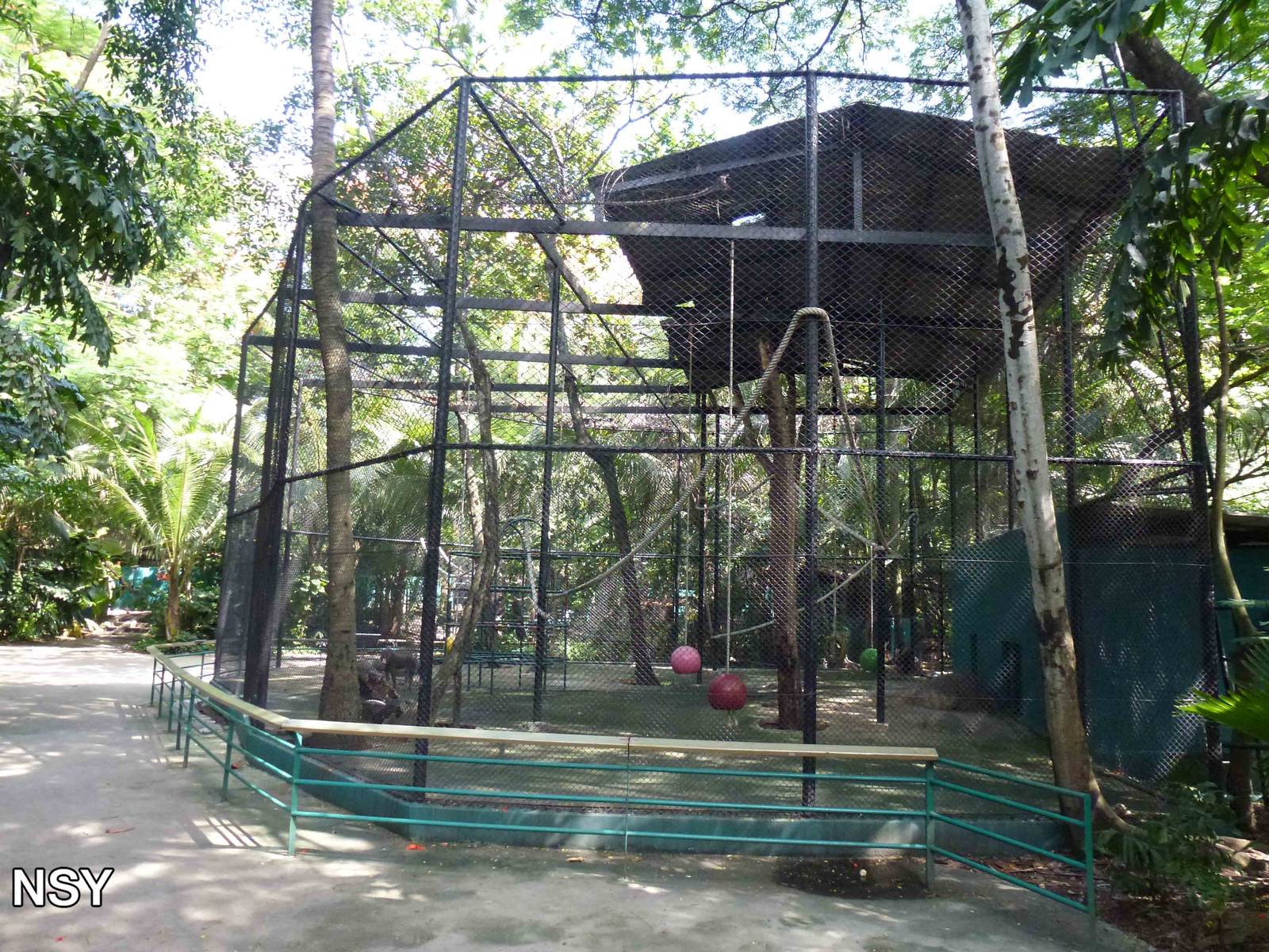 Mandrill enclosure, June 2013.