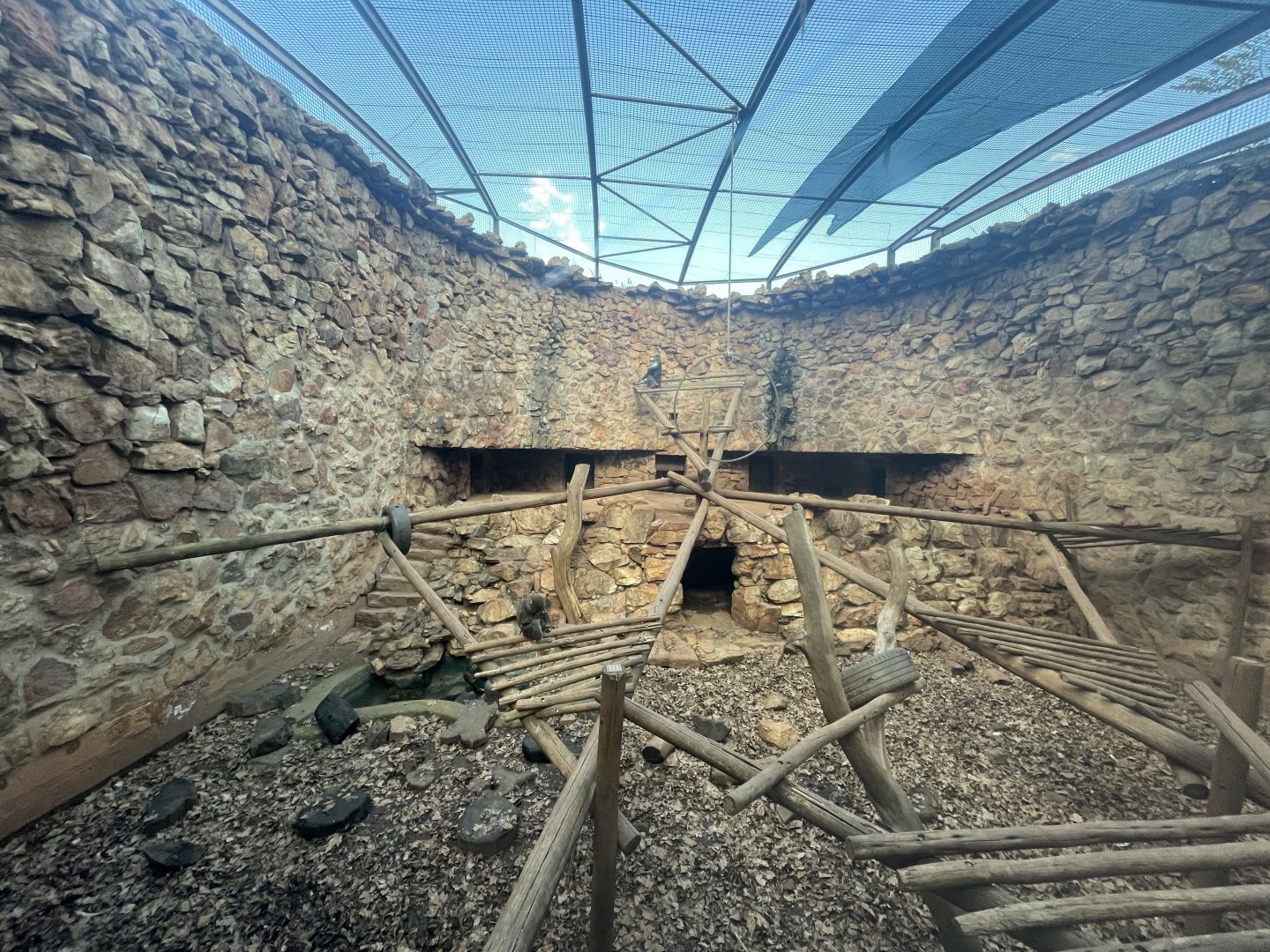 Mandrill Enclosure (Mandrillus sphinx)