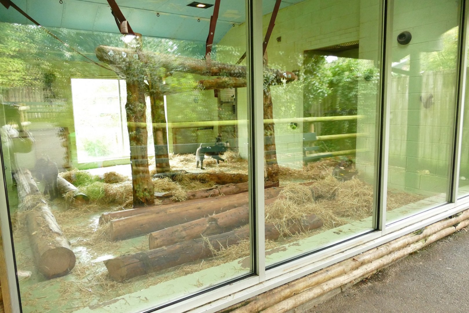 Mandrill enclosure, September 2022