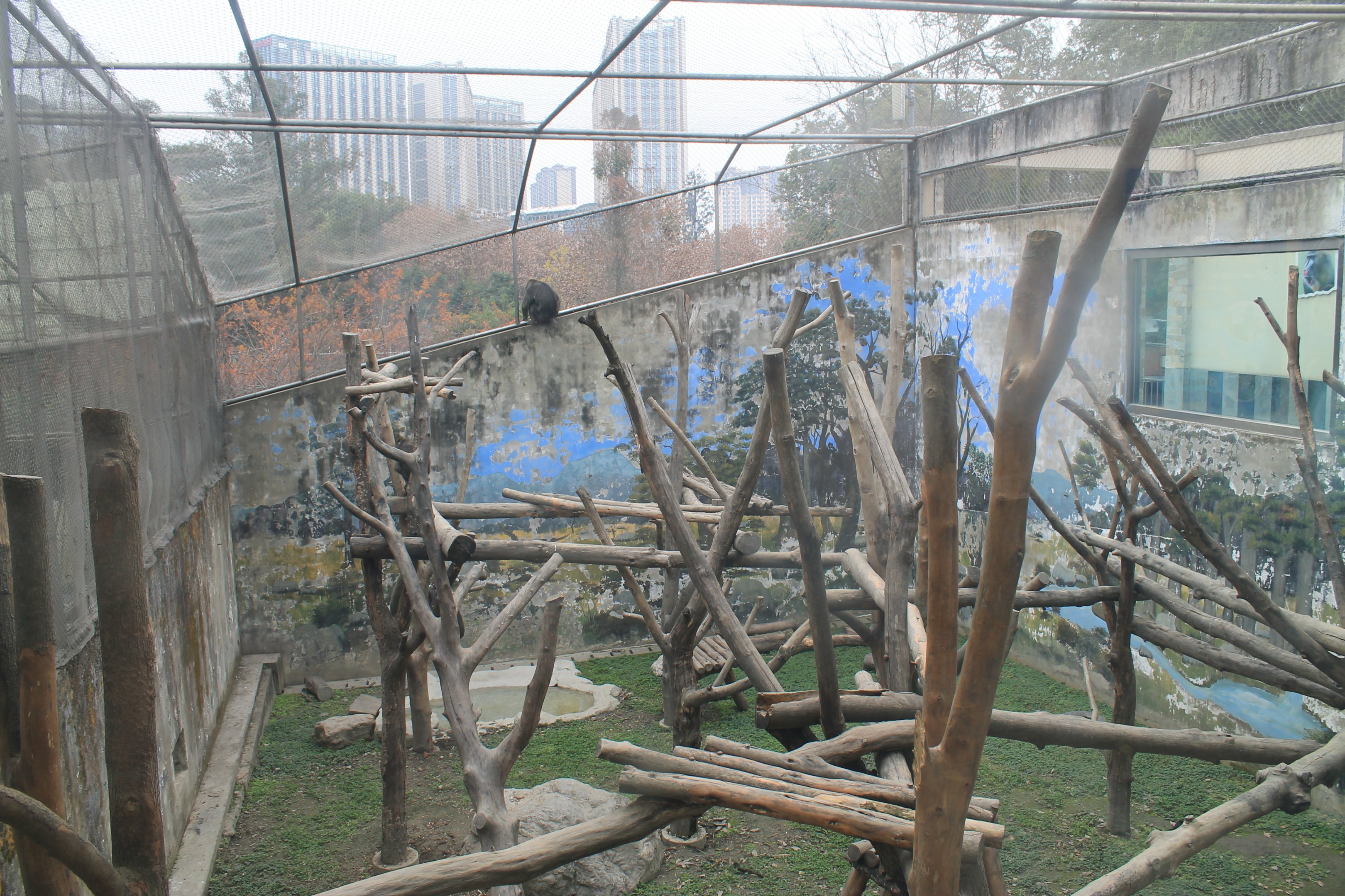 Mandrill enclosure, top view