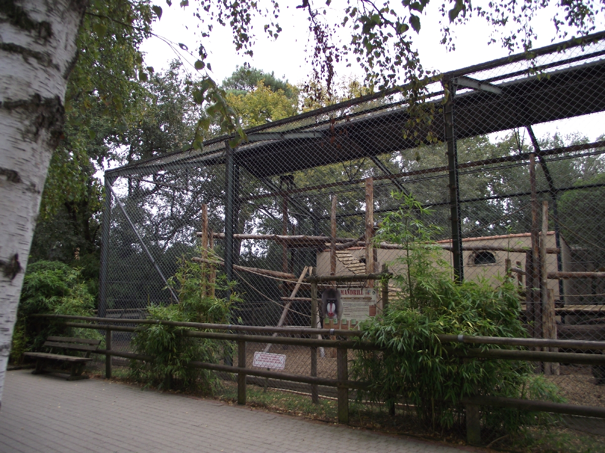 Mandrill Enclosure
