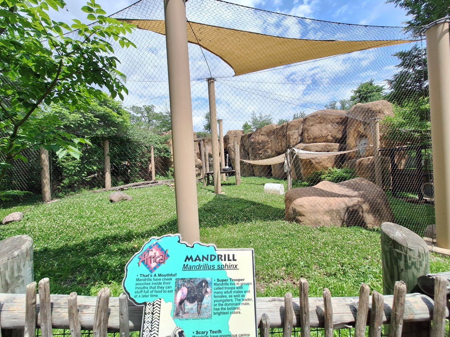 Mandrill Enclosure