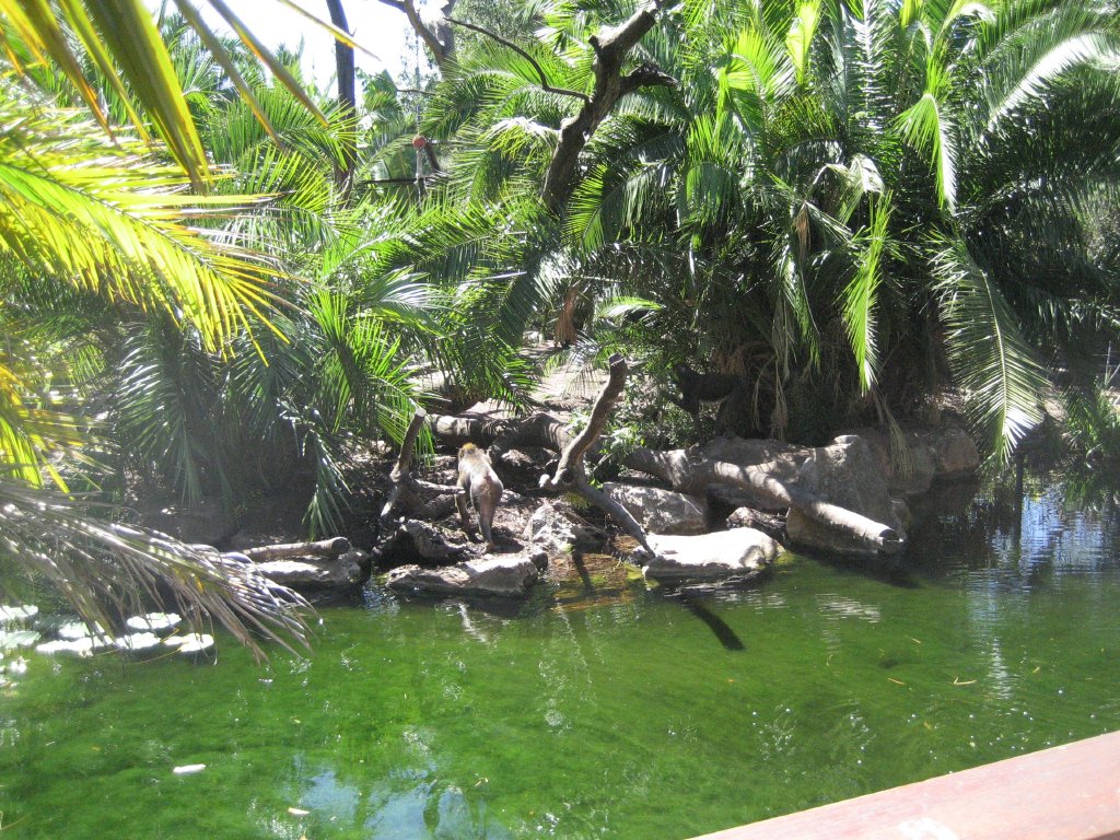 Mandrill enclosure