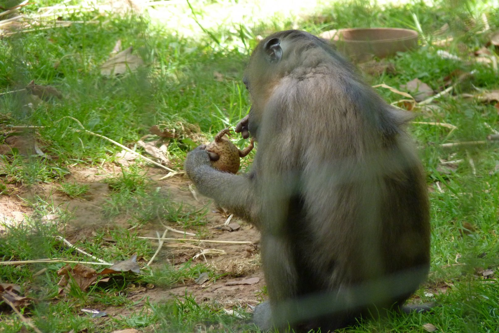 Mandrill enrichment, July 2017