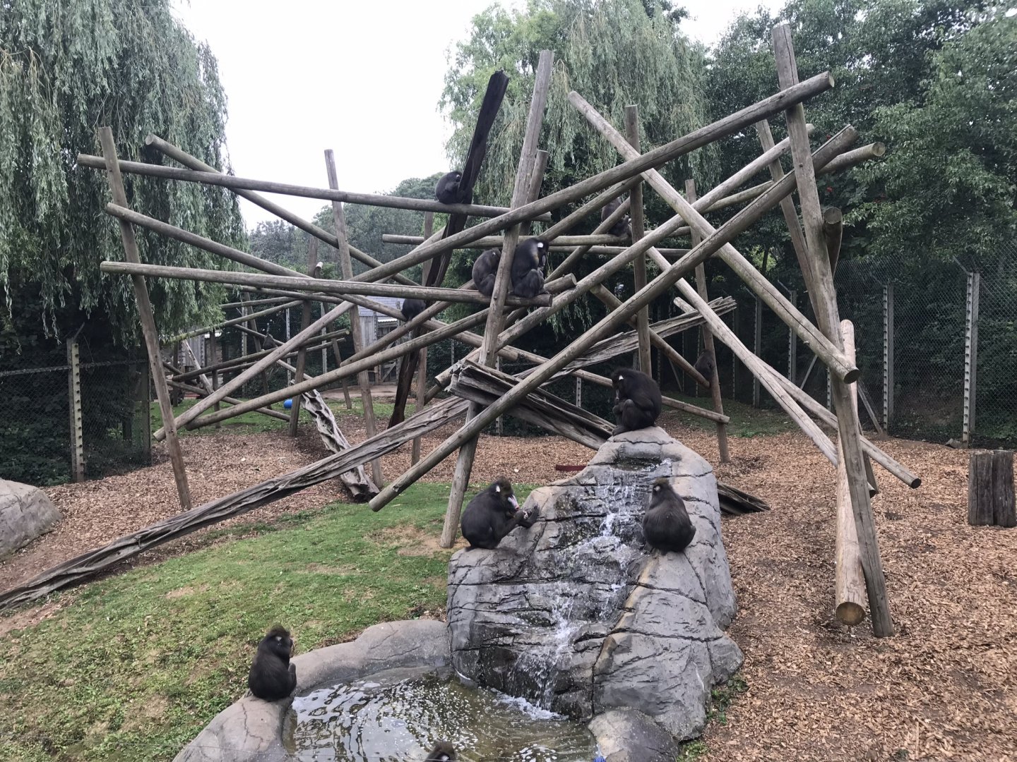 Mandrill exhibit 050819