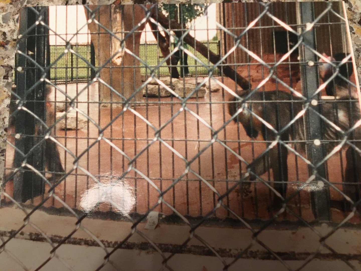 Mandrill Exhibit - 1990