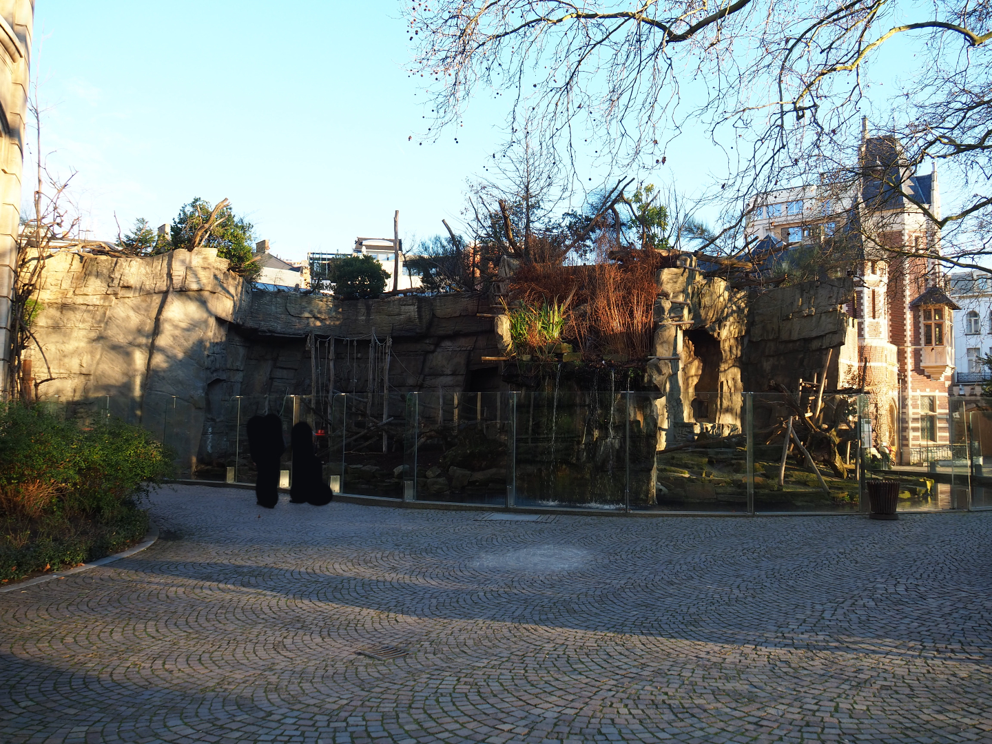 Mandrill exhibit, 2019-12-30