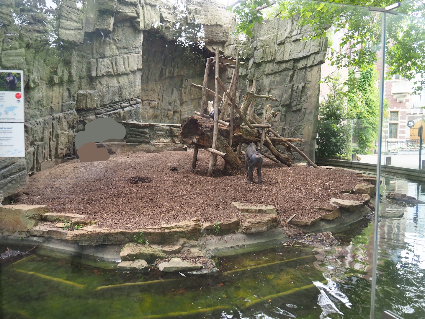 Mandrill exhibit, 2022-07-10