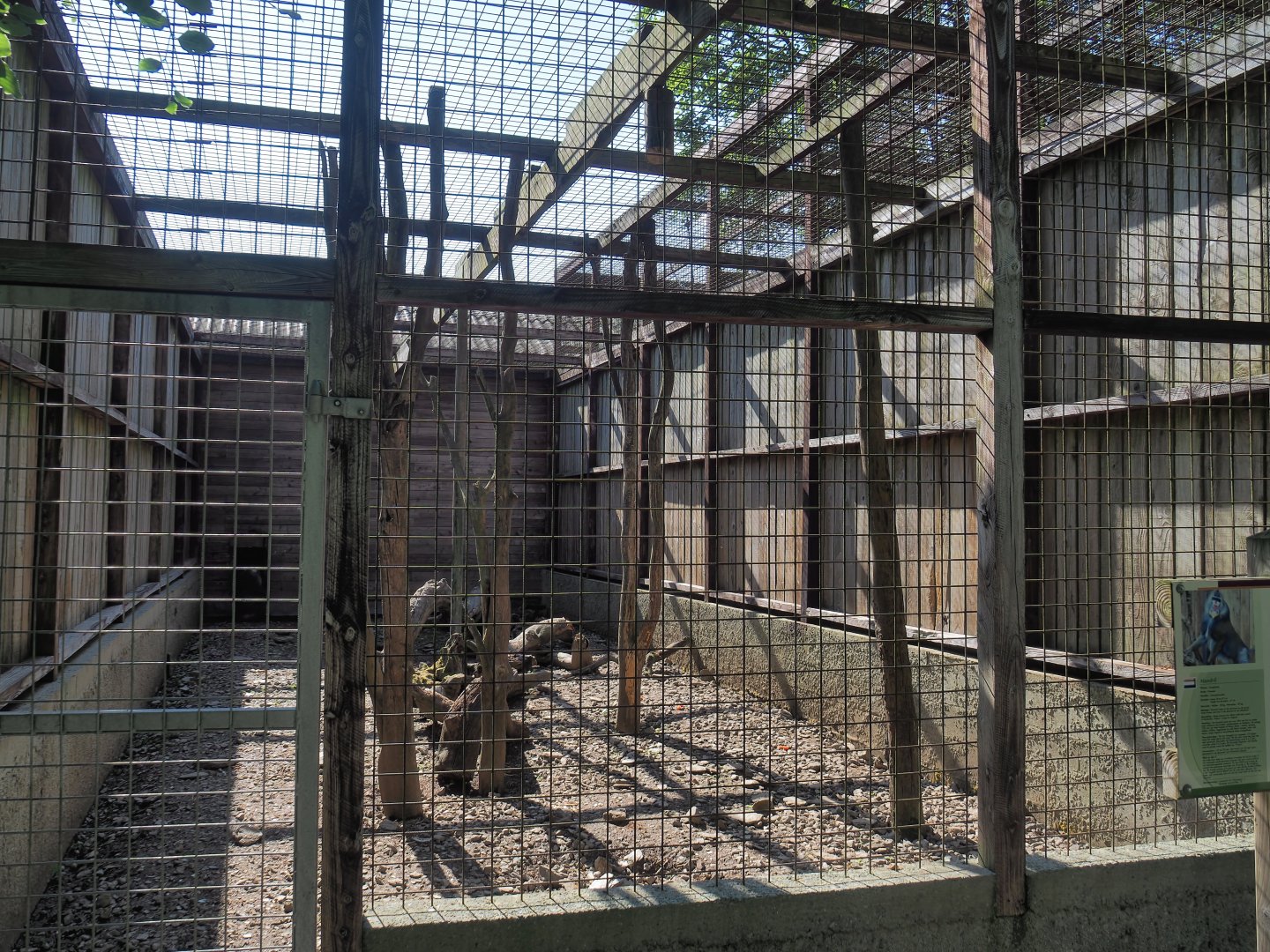 Mandrill exhibit, 2023-06-24