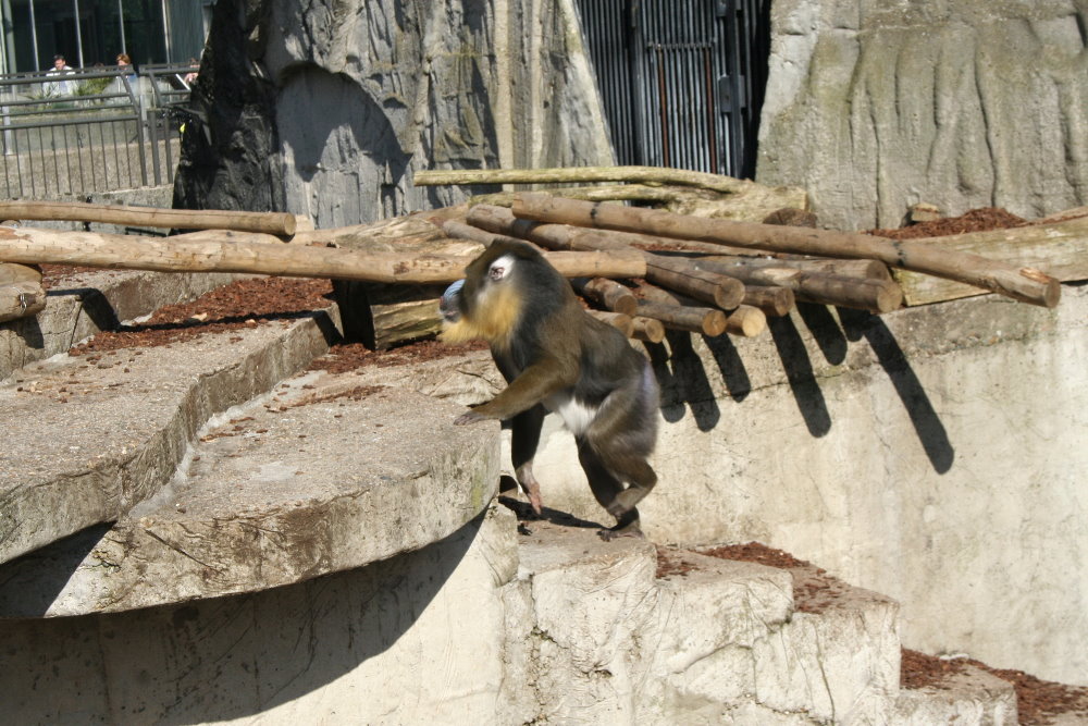 mandrill exhibit 3