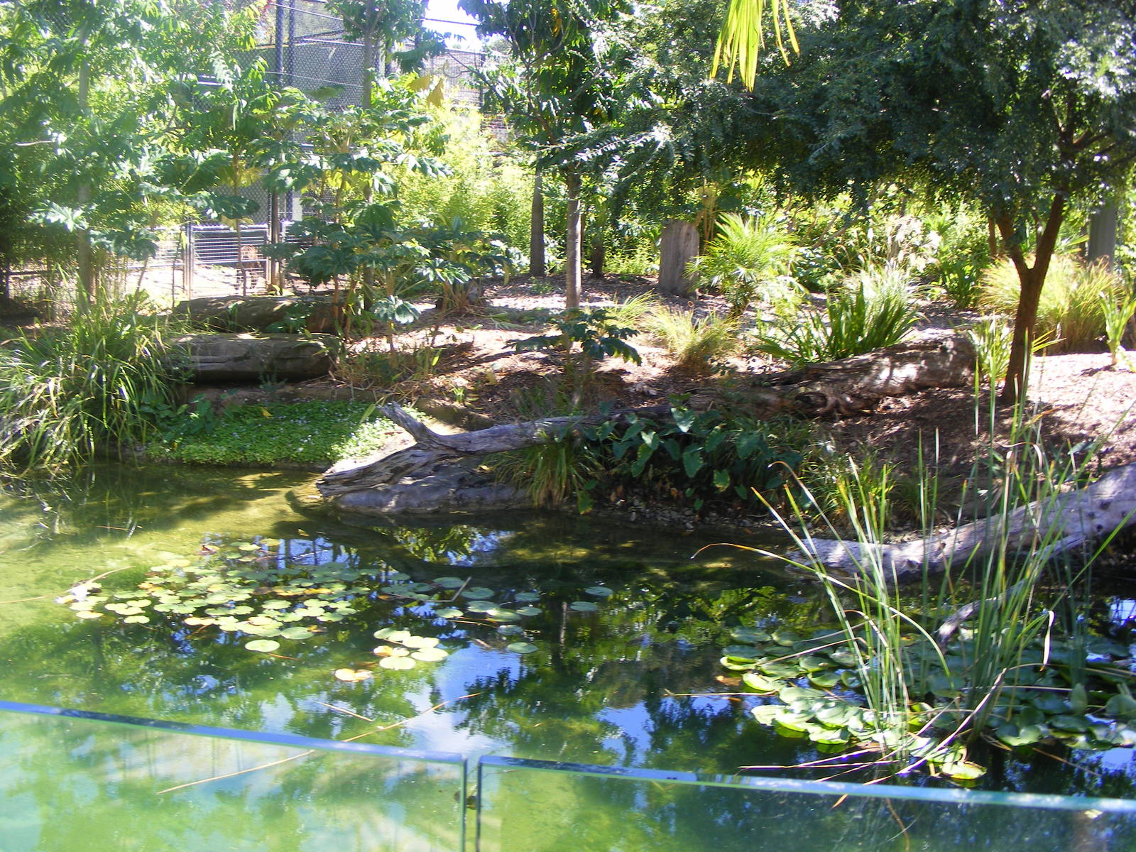Mandrill Exhibit - April, 2010