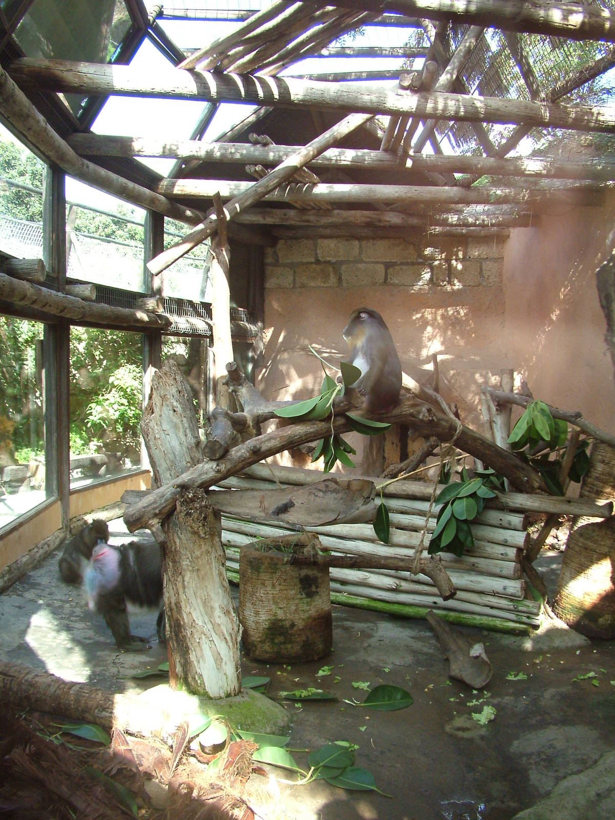 Mandrill Exhibit at Jungle Park (Las Aguilas), 13/11/10
