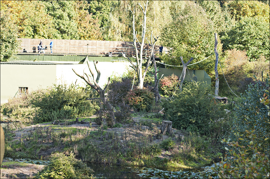 Mandrill-exhibit at Serengeti Park