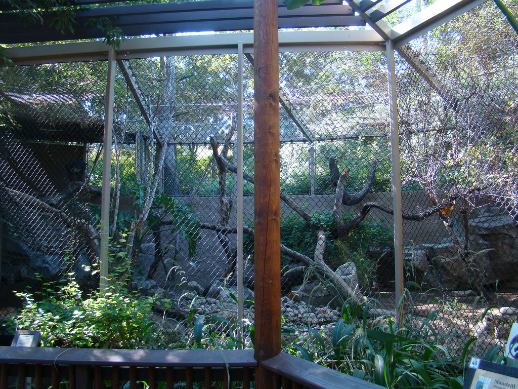 Mandrill exhibit at the Los Angeles Zoo