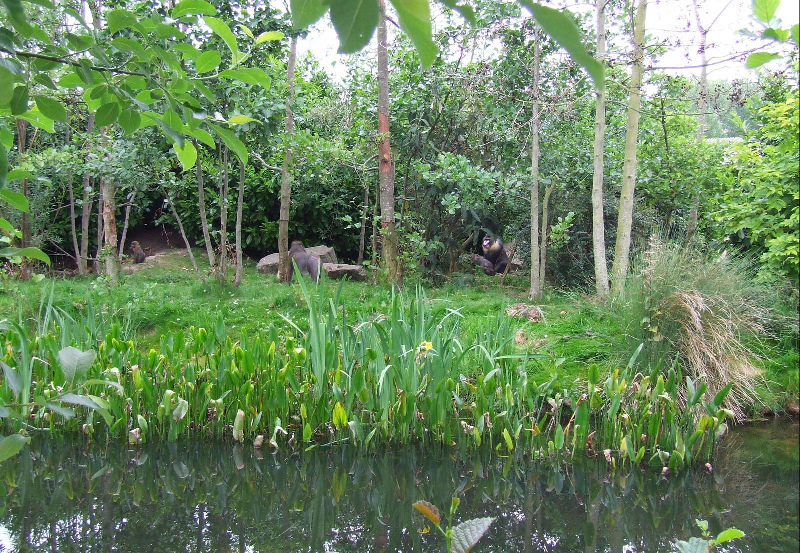 Mandrill exhibit, Monkey Islands