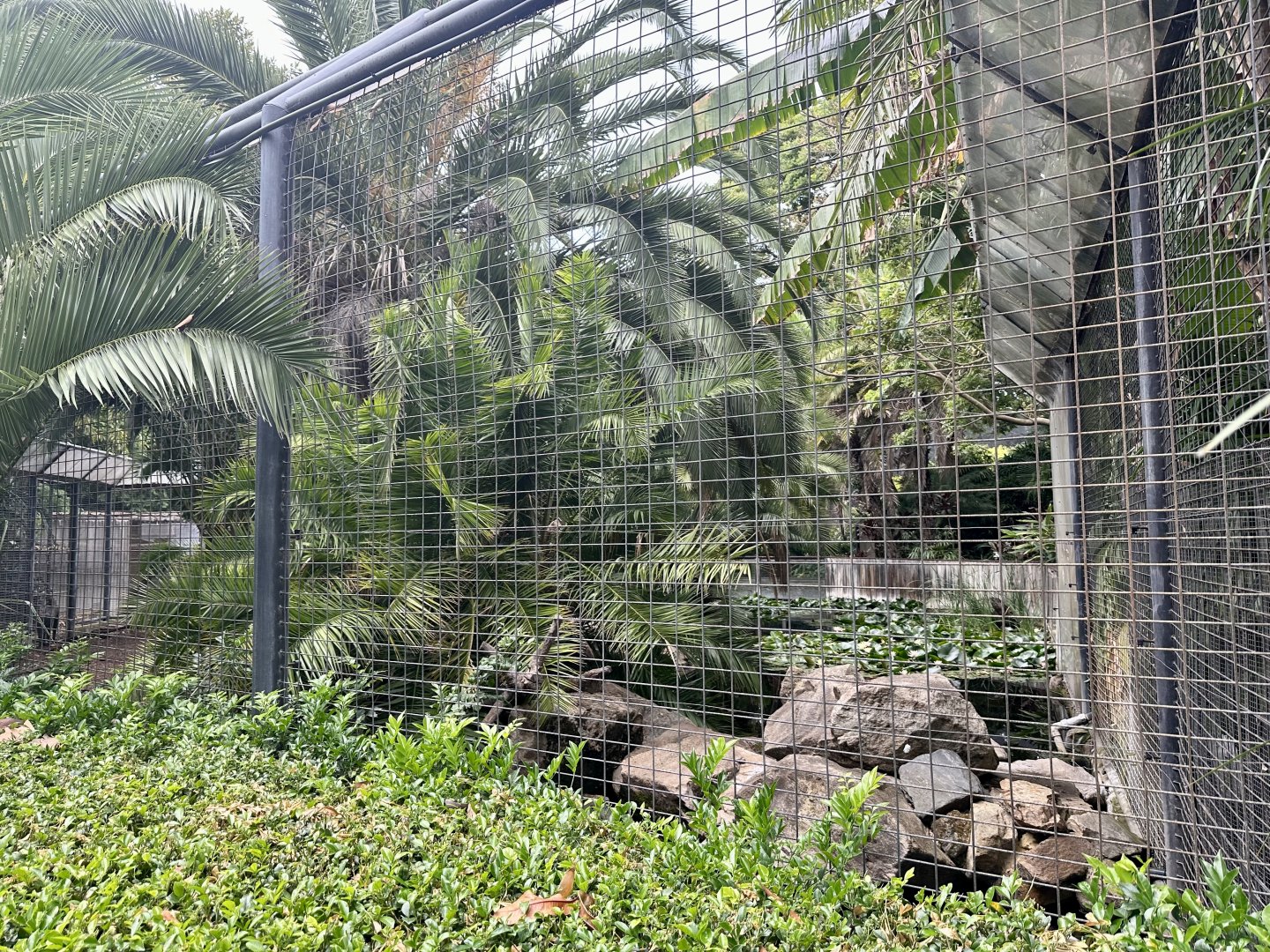 Mandrill Exhibit (Rear View)