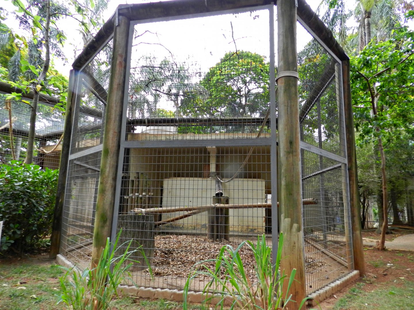 Mandrill exhibit - Sorocaba zoo (PZMQB)