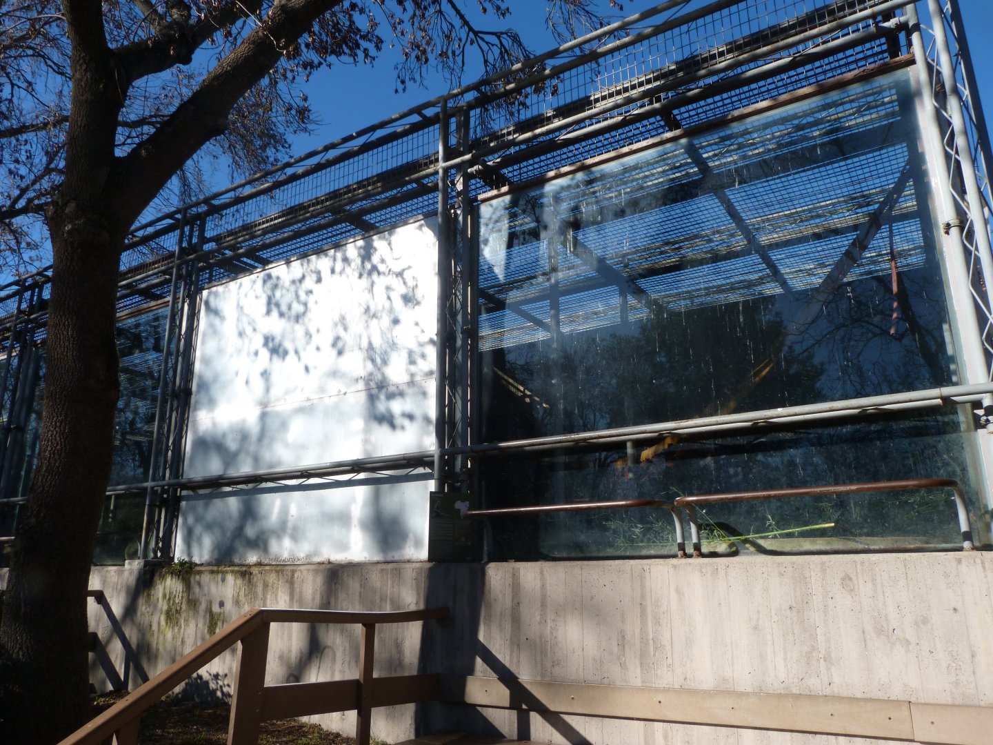 Mandrill exhibit -Zoo Aquarium de Madrid (2025)