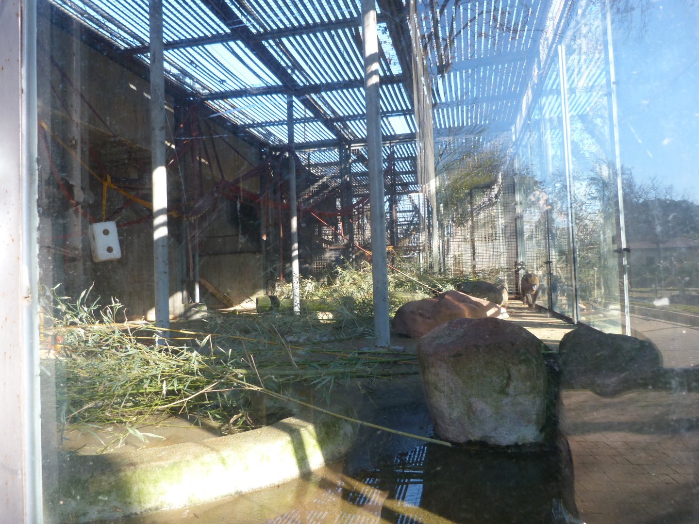 Mandrill exhibit -Zoo Aquarium de Madrid (2025)
