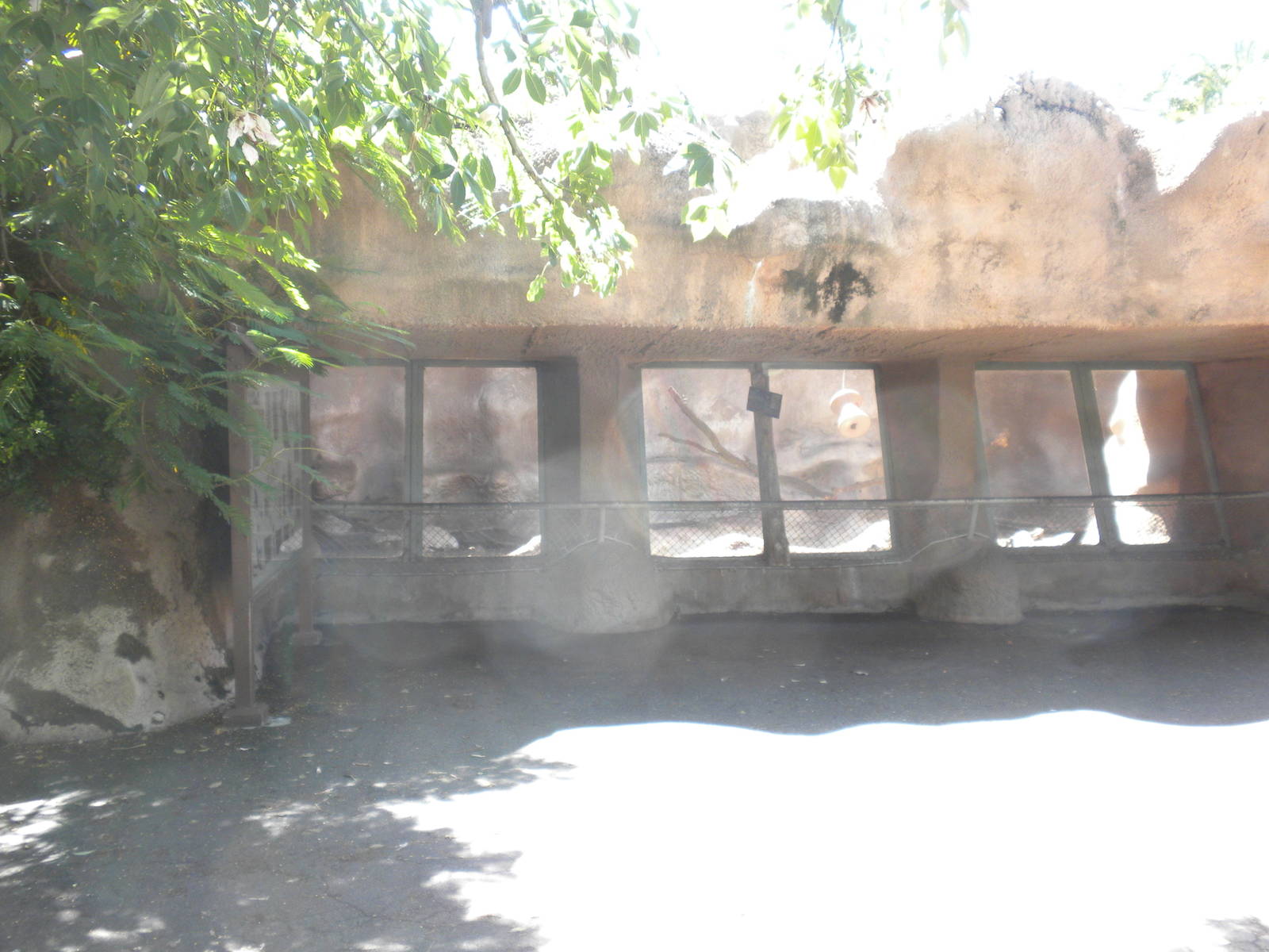 Mandrill exhibit