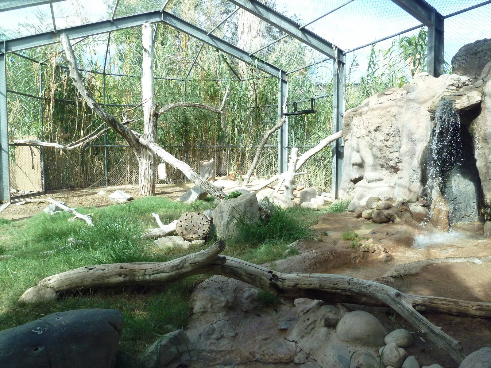 Mandrill Exhibit