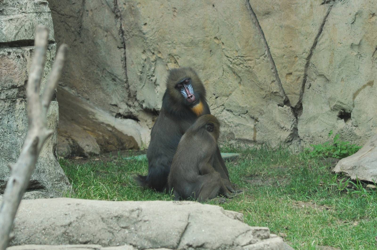 Mandrill Exhibit