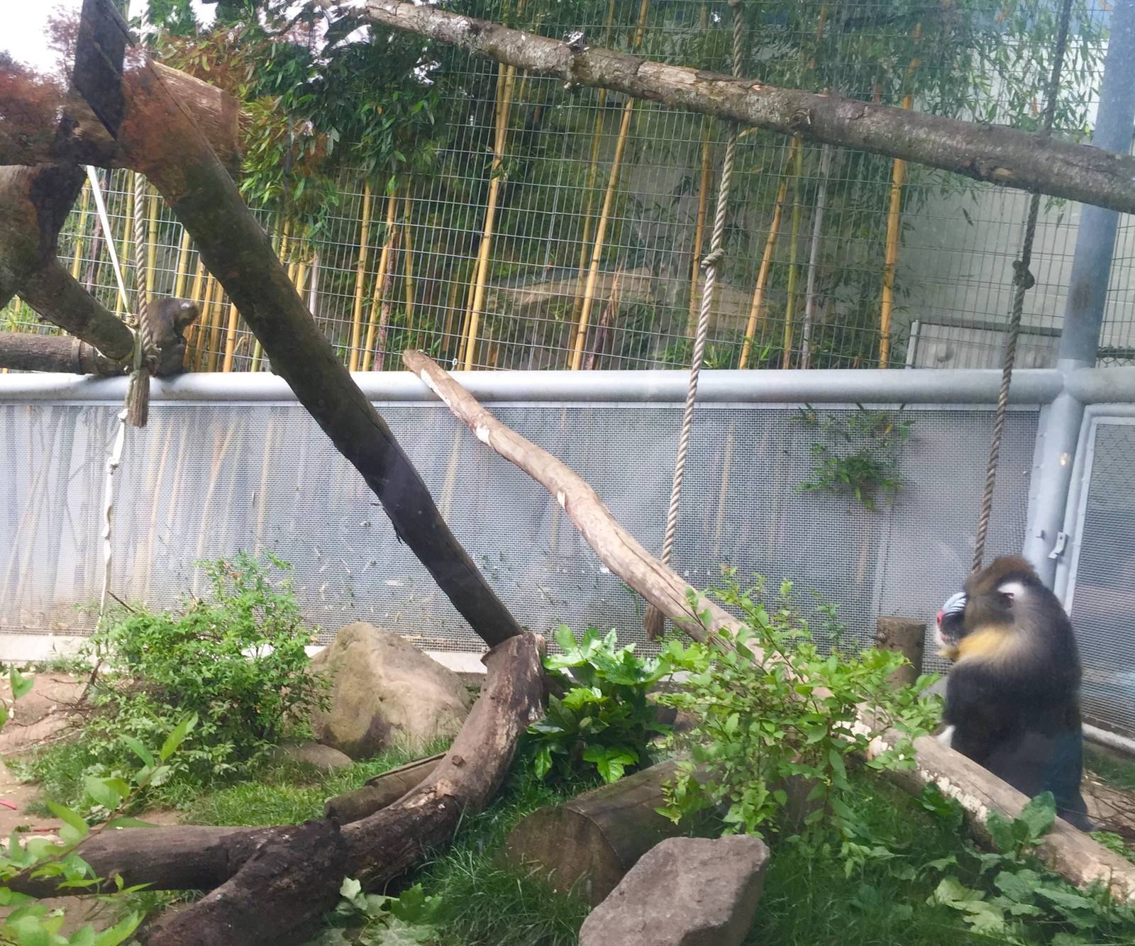 Mandrill Exhibit