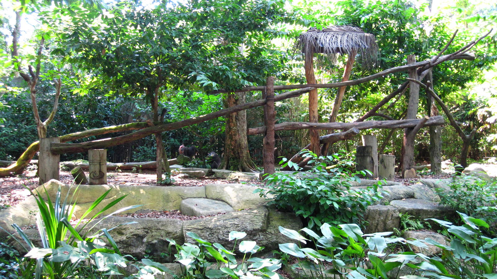 Mandrill exhibit