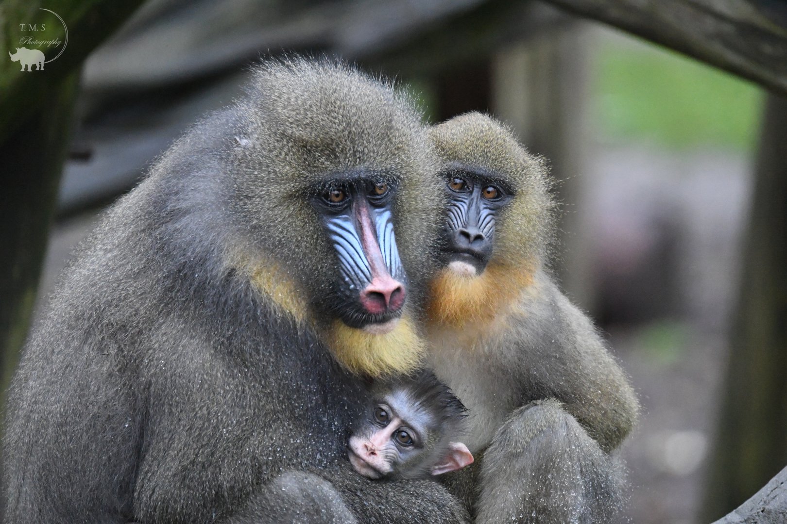 Mandrill Family