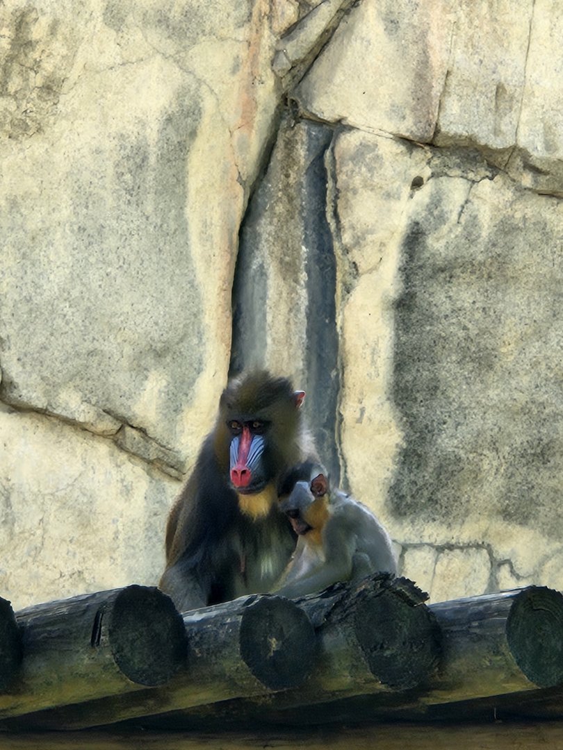 Mandrill family