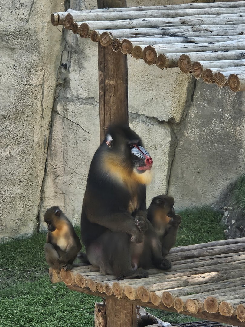 Mandrill family