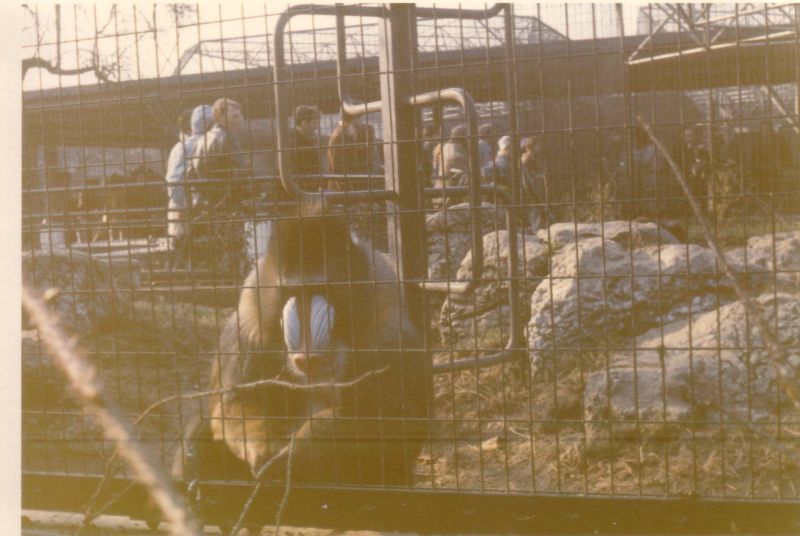 Mandrill, February 1973