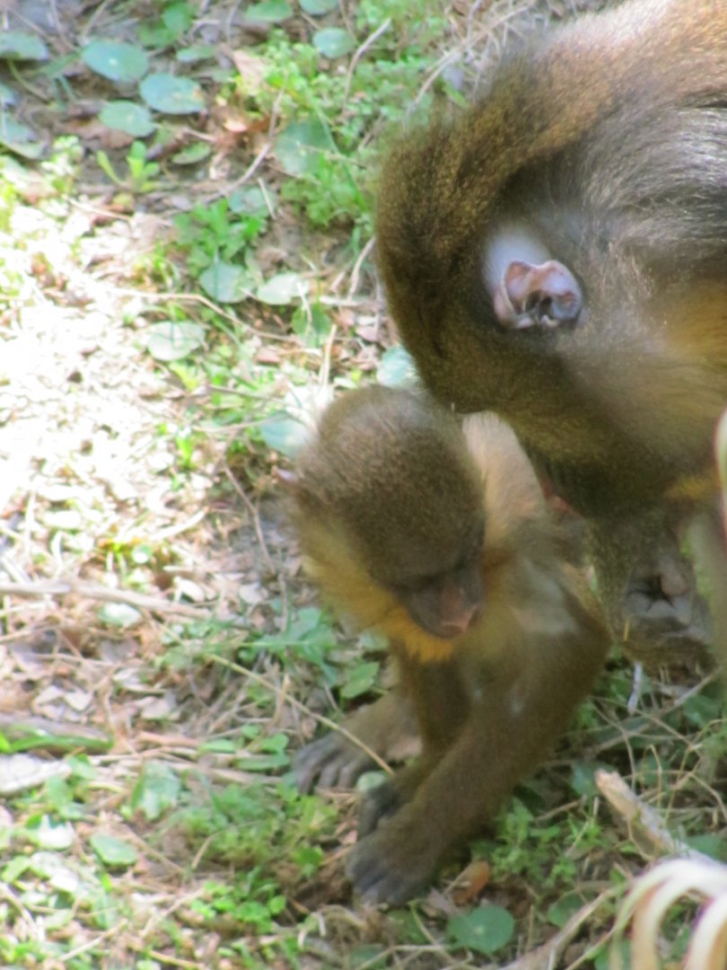 Mandrill Female & Baby