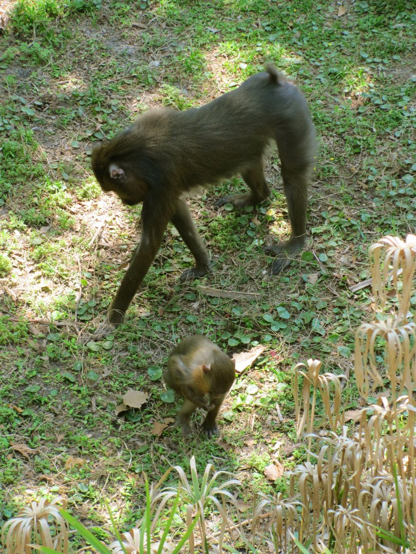 Mandrill Female & Baby