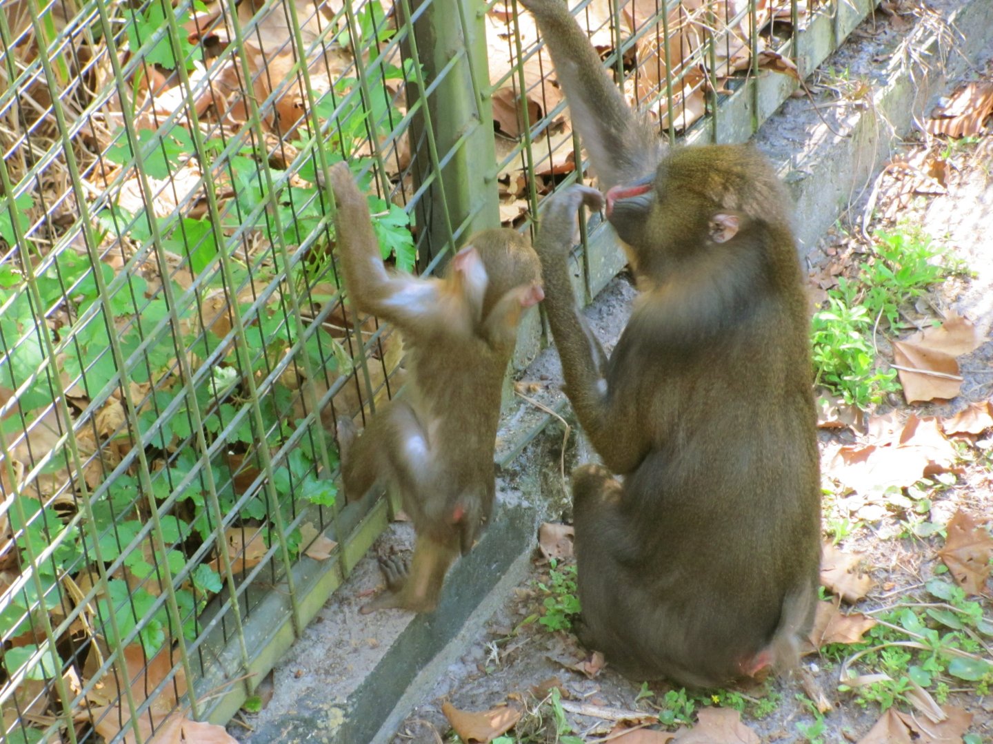 Mandrill Female & Baby
