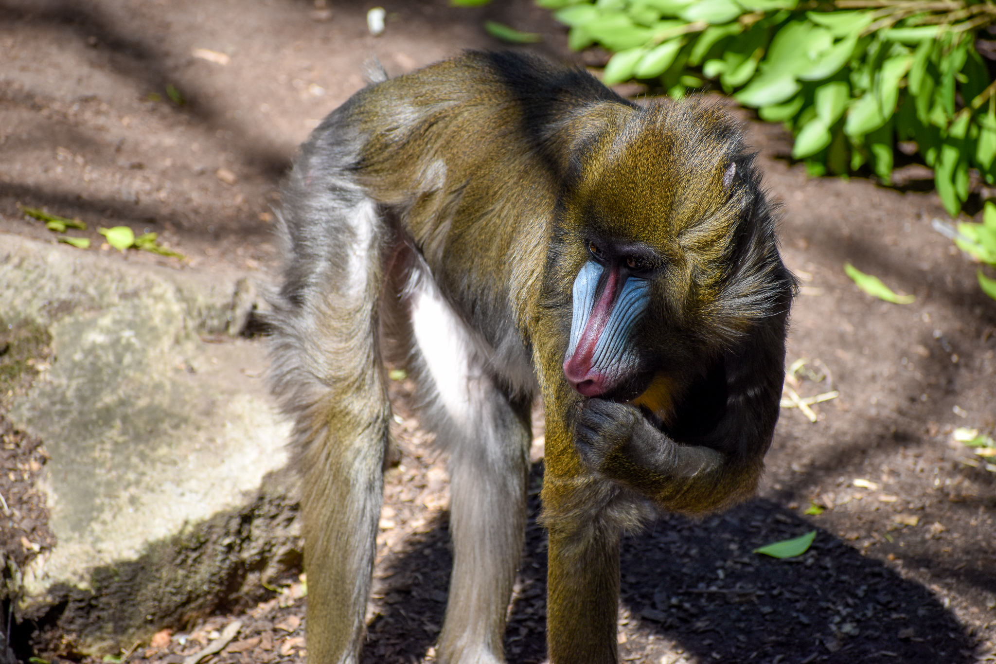Mandrill - female Niari