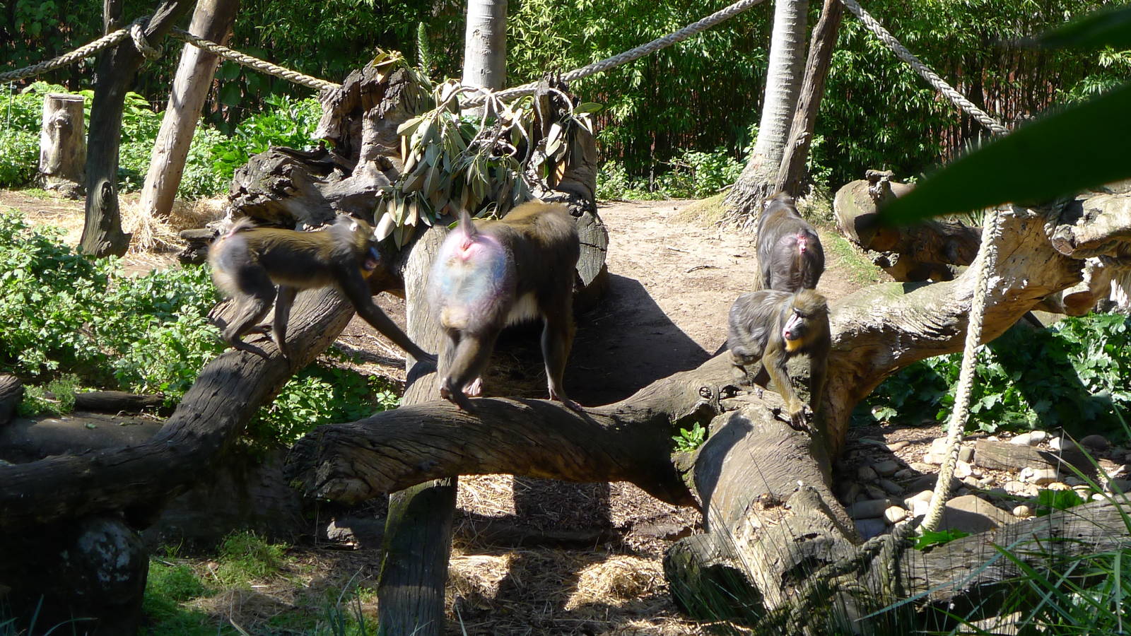Mandrill Group