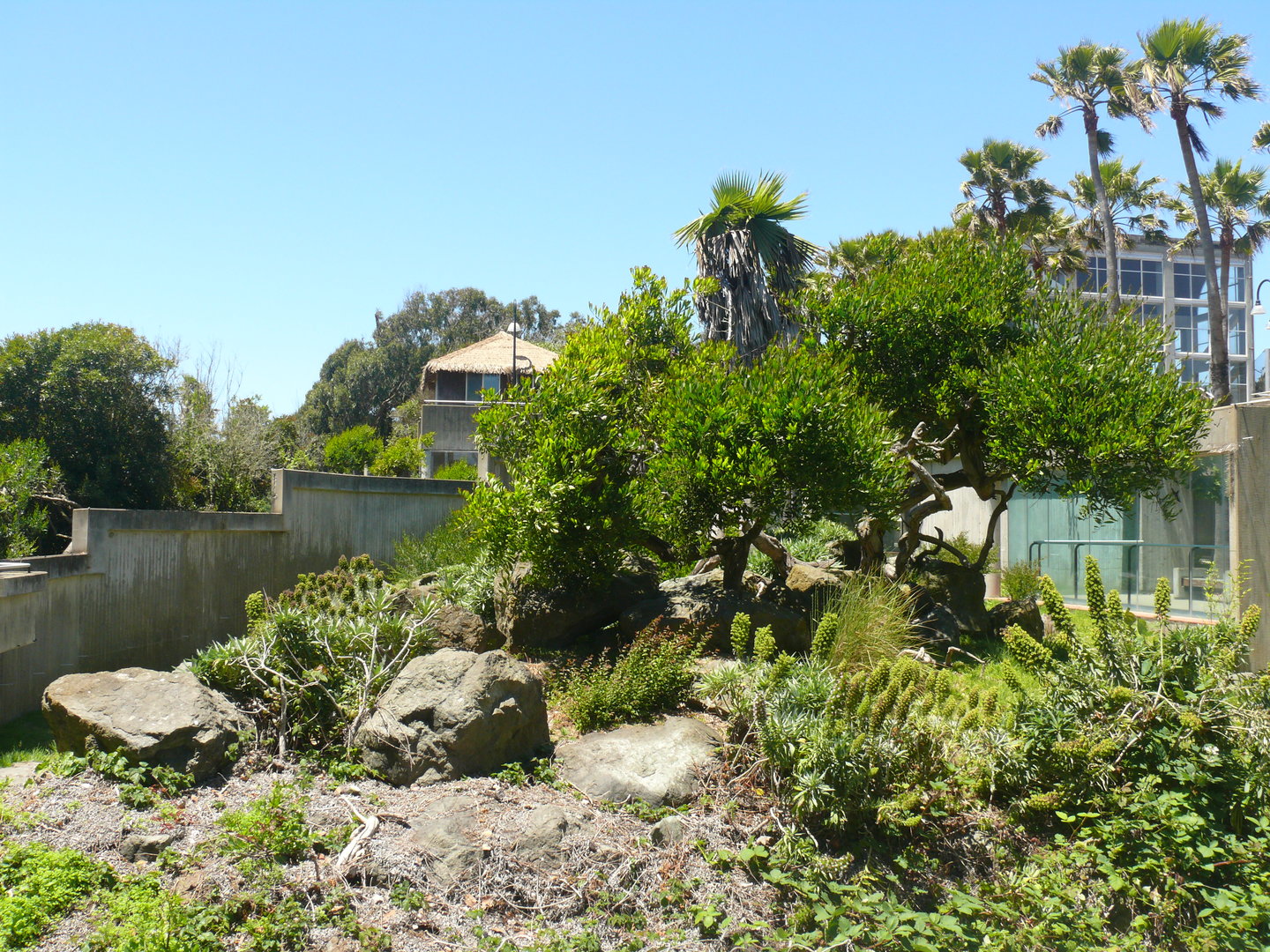 Mandrill Habitat - July 8th 2023