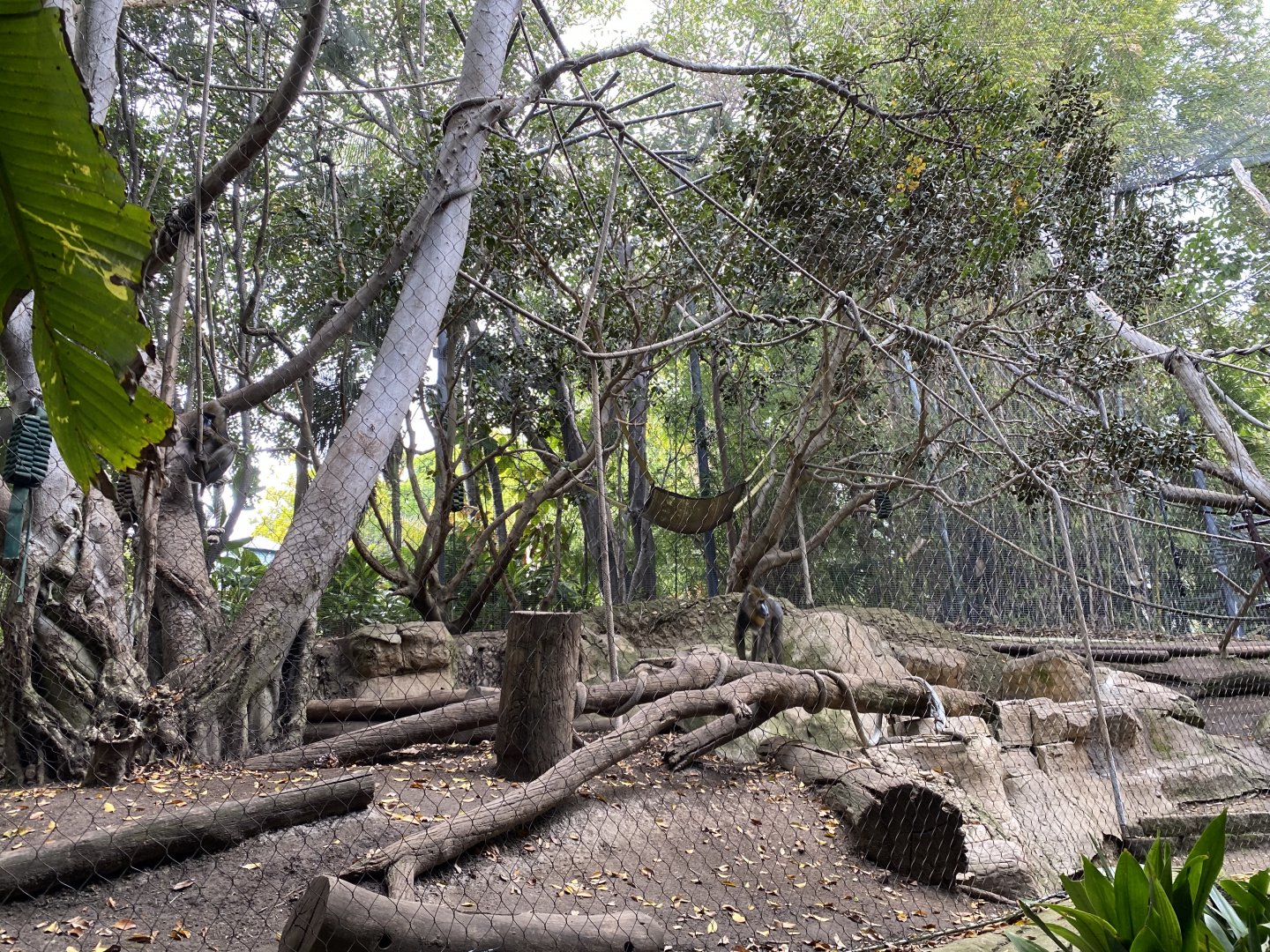 Mandrill Habitat - Lost Forest