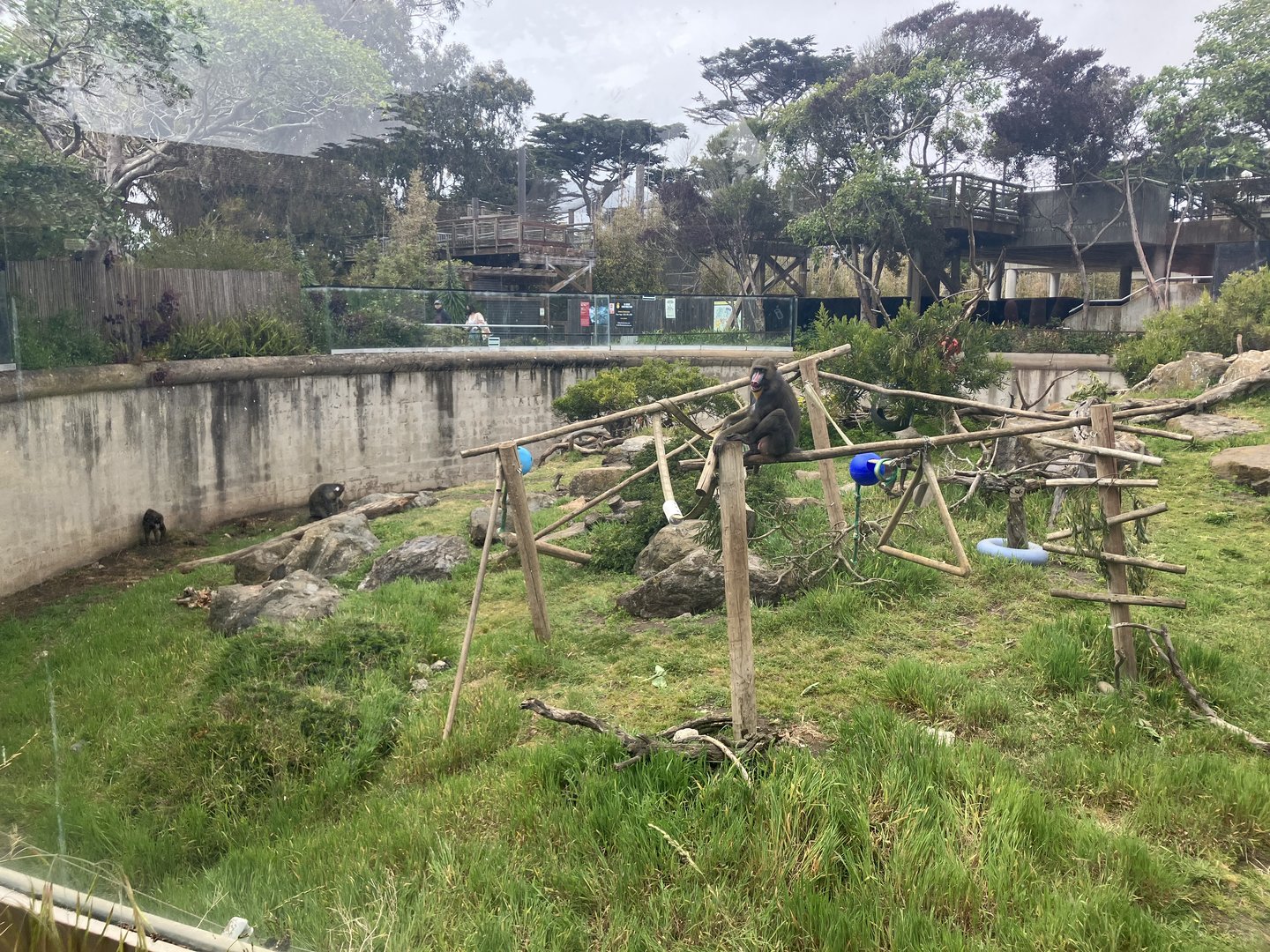 Mandrill habitat