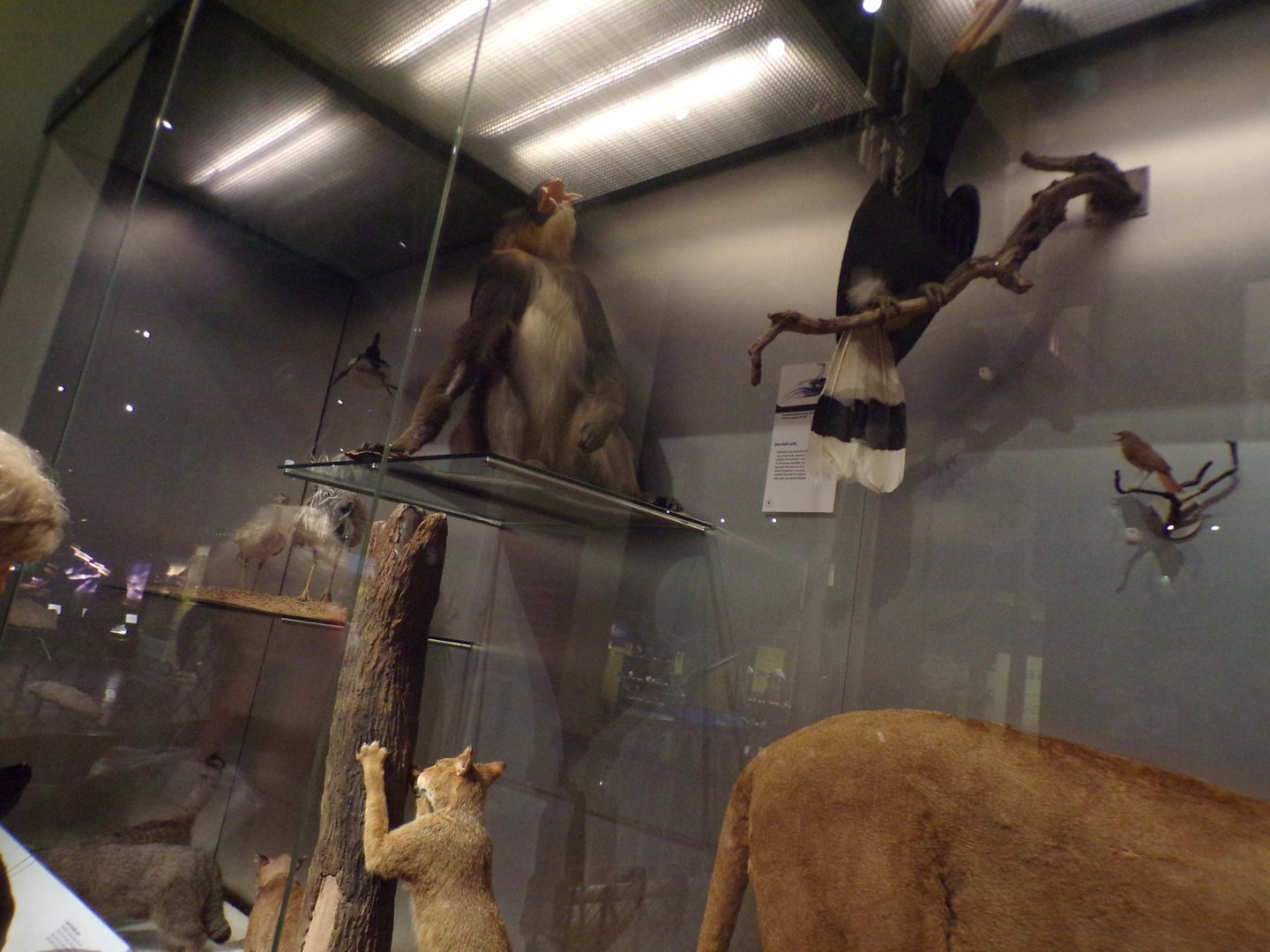 Mandrill, Hornbill and jungle cat 30.12.22