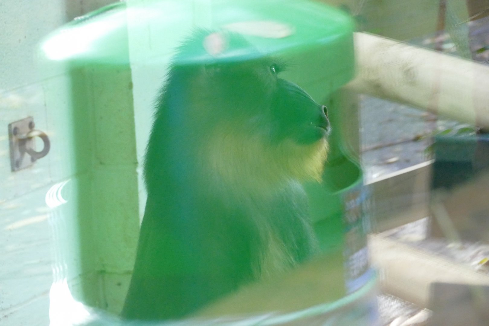 Mandrill in covid bubble? October 2020