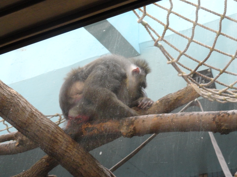Mandrill in Primate, Cat, and Aquatics Building