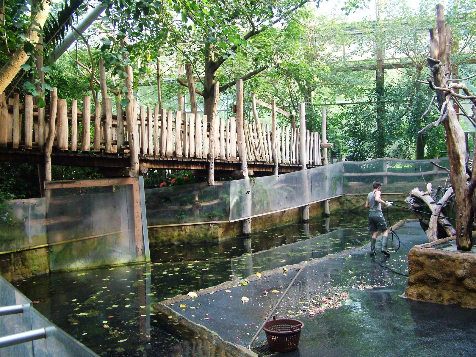 Mandrill Indoor Enclosure at Dresden, 29/08/12