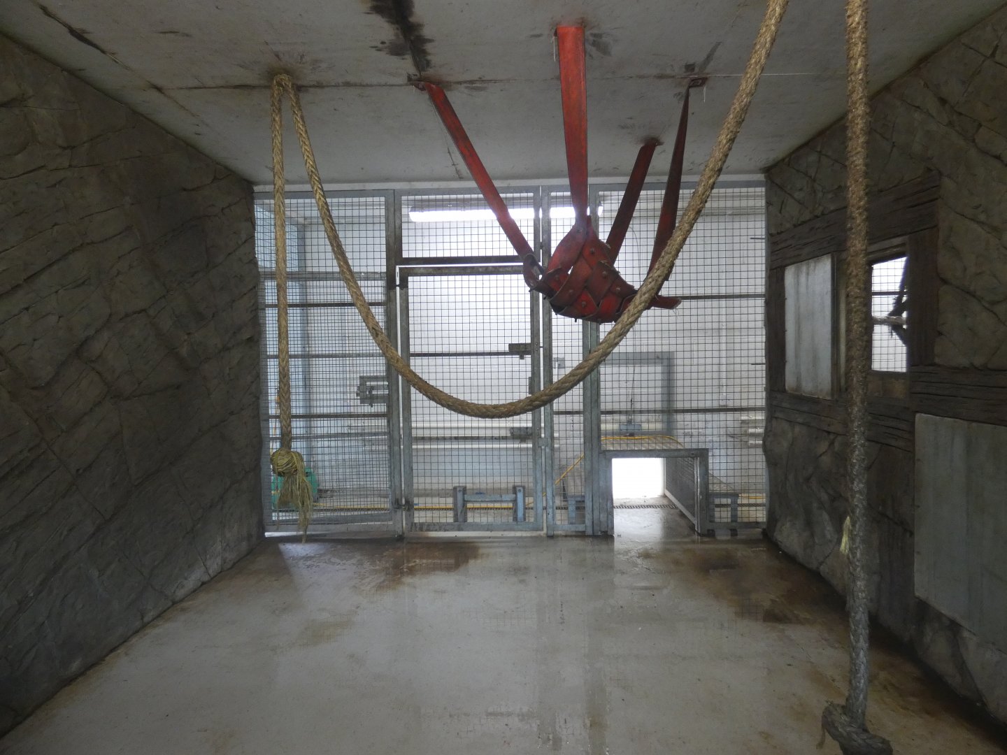 Mandrill indoor enclosure